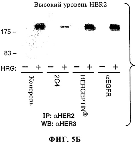 Способ лечения рака у человека (варианты), применяемая в способе форма (варианты) и применение антитела (варианты) (патент 2430739)