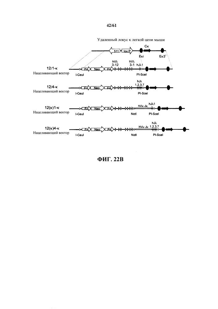 Мыши с гуманизированной легкой цепью (патент 2664181)
