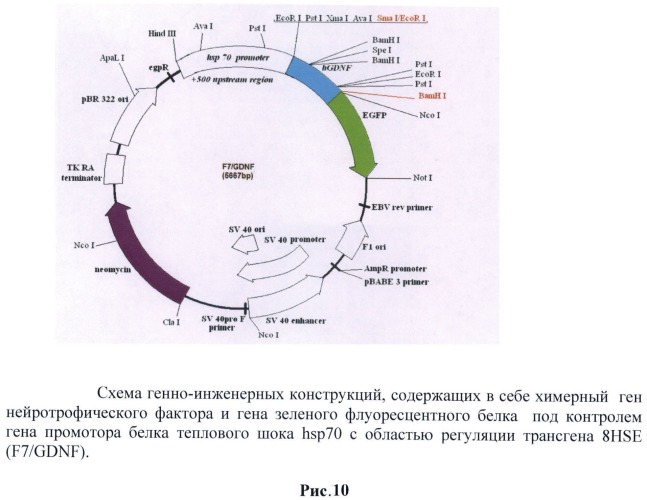 Генетическая конструкция, содержащая hgdnf под контролем температурочувствительного промотора для регулируемой экспрессии нейротрофического фактора как в клетках, так и непосредственно в организме млекопитающих (патент 2527169)