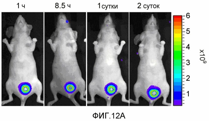 Конъюгаты rgd-(бактерио)хлорофилл для фотодинамической терапии и визуализации некротических опухолей (патент 2518296)