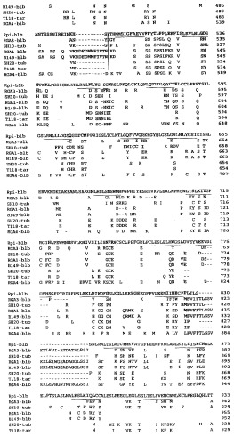 Ген, придающий устойчивость к phytophthora infestans (фитофторозу) в семействе solanaceae (патент 2361920)