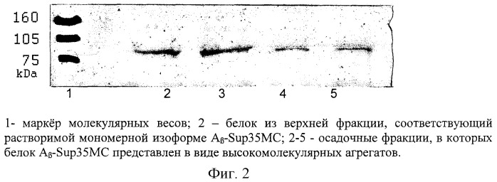 Гибридный ген pcupl - a   sup35mc для анализа факторов, регулирующих продукцию, агрегацию и дисагрегацию пептида амилоид   (a ) человека в дрожжевой системе (патент 2294964)