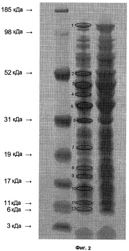 Промоторы lactococcus и их применение: (патент 2495129)