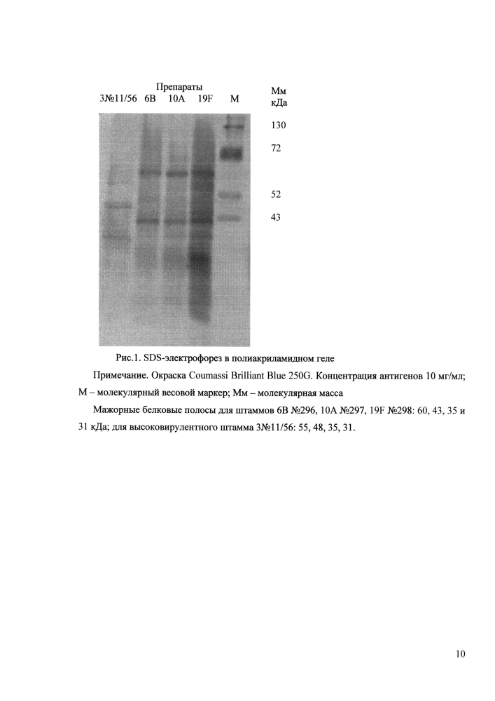 Штаммы вида streptococcus pneumoniae (варианты) и способ получения из них протективной белоксодержащей фракции, обладающей внутривидовой иммуногенной активностью (патент 2601158)