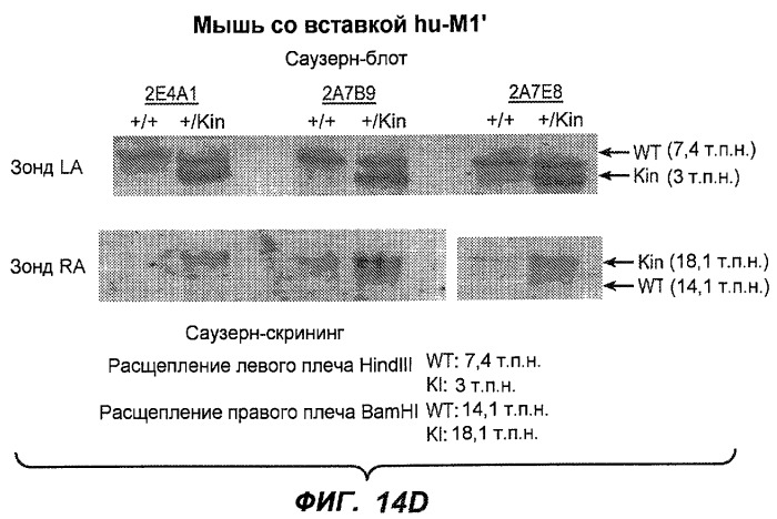 Апоптотические антитела против ige (патент 2500686)