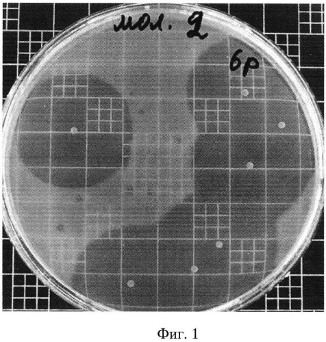 Штамм enterоcoccus mundtii, продуцирующий субстанцию пептидной природы с антилистериозной активностью (патент 2532227)