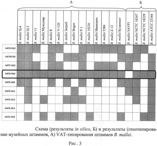 Олигонуклеотидные праймеры для генотипирования b.mallei методом полимеразной цепной реакции (патент 2478715)