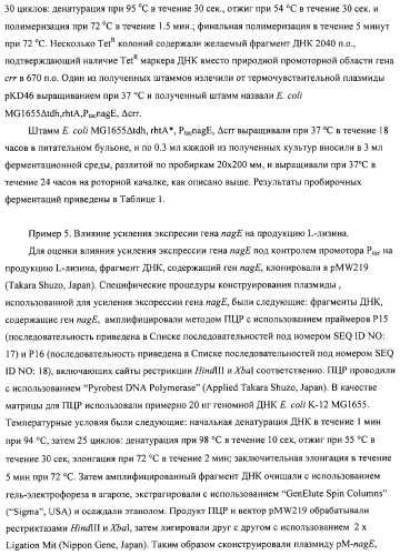 Способ получения l-аминокислот с использованием бактерии, принадлежащей к роду escherichia (патент 2312893)