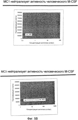 Не мышиное анти-m-csf-антитело (варианты), его получение и использование (патент 2401277)