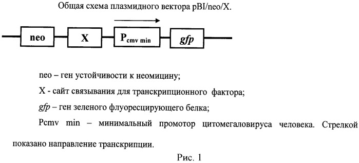 Способ определения активности транскрипционных факторов (патент 2520083)