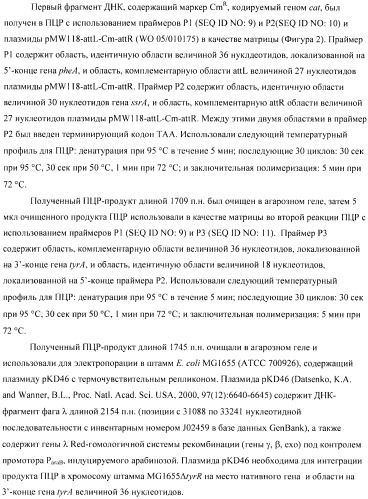 Способ получения аминокислот с использованием бактерии, принадлежащей к роду escherichia (патент 2396336)