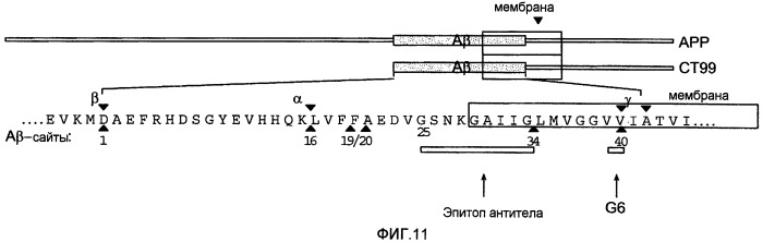 Способы лечения глазных болезней (патент 2434639)