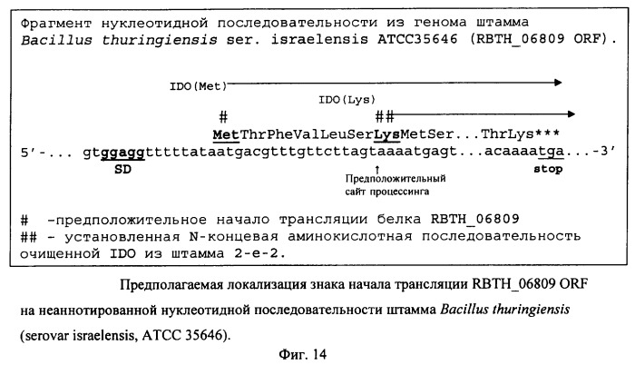 Способ продукции 4-гидрокси-l-изолейцина (патент 2402608)