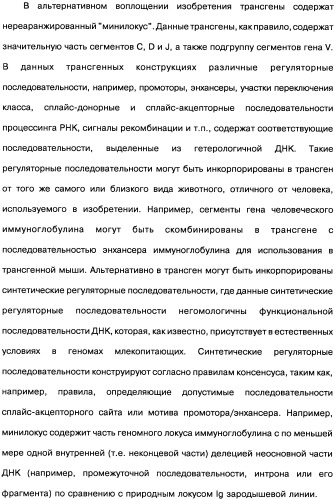 Человеческие моноклональные антитела к рецептору эпидермального фактора роста (egfr), способ их получения и их использование, гибридома, трансфектома, трансгенное животное, экспрессионный вектор (патент 2335507)