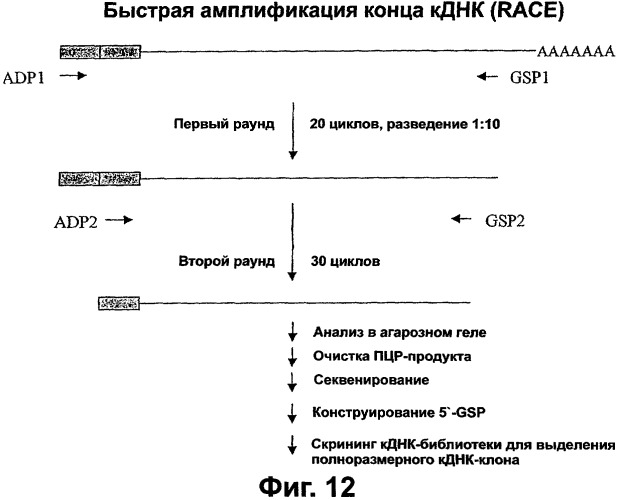 Новые изоформы ингибитора роста васкулярных эндотелиальных клеток (патент 2316591)