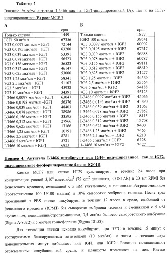 Новые антитела к igf-ir и их применение (патент 2434882)