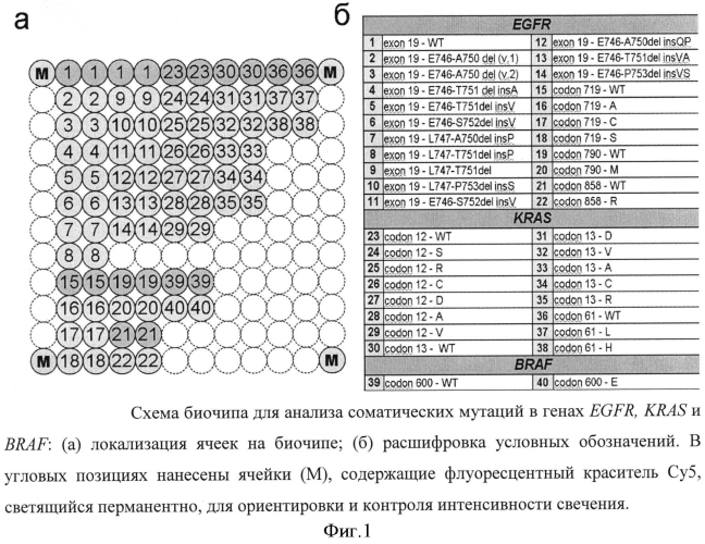 Способ анализа соматических мутаций в генах egfr, kras и braf с использованием lna-блокирующей мультиплексной пцр и последующей гибридизацией с олигонуклеотидным биологическим микрочипом (биочипом) (патент 2552483)