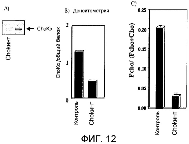 Способ in vitro определения прогноза развития заболевания у больного раком и способ in vitro мониторинга эффекта терапии, назначаемой больному раком (патент 2434946)