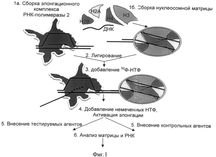 Способ тестирования веществ, влияющих на процесс старения (патент 2497950)