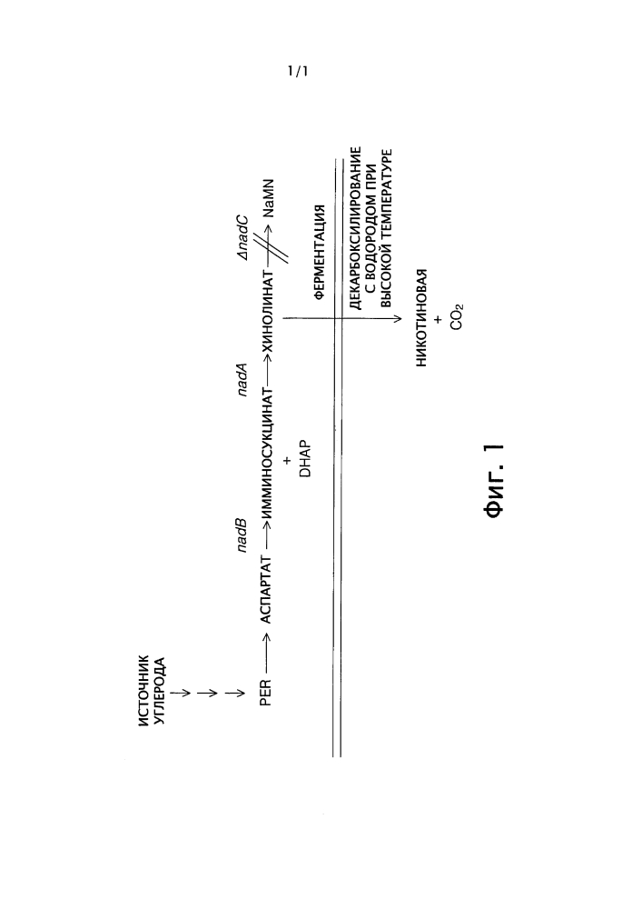 Вариант l-аспартат оксидазы и способ получения хинолината или никотиновой кислоты с его применением (патент 2648167)