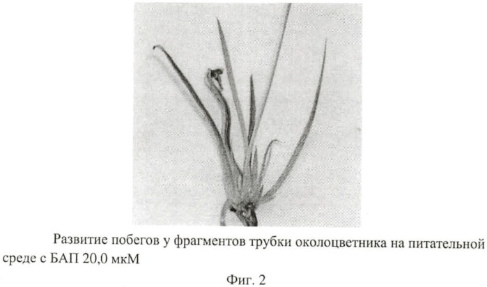 Способ получения растений-регенерантов ириса мечевидного (i. ensata thunb.) in vitro (патент 2481766)