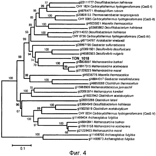 Новая гидрогеназа seq id no:5, очищенная из thermococcus onnurienus na1 с помощью моноokcида углерода, кодирующие ее гены, и способы получения водорода с использованием микроорганизма, имеющего указанные гены (патент 2460789)