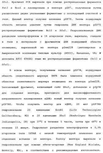 Новый лиганд рецептора цитокина zcytor17 (патент 2360923)