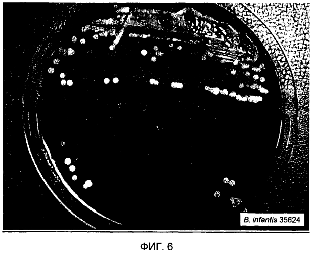 Пробиотическая бифидобактерия bifidobacterium longum (патент 2570557)