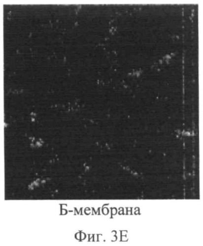Биокомпозиты и способы их получения (патент 2500432)