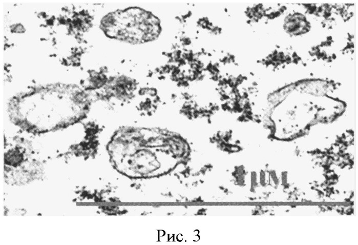 Способ моделирования дисфункции эндотелия in vitro (патент 2490632)