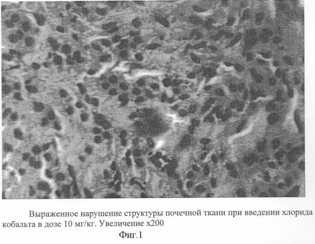 Способ моделирования хронической токсической нефропатии (патент 2255375)