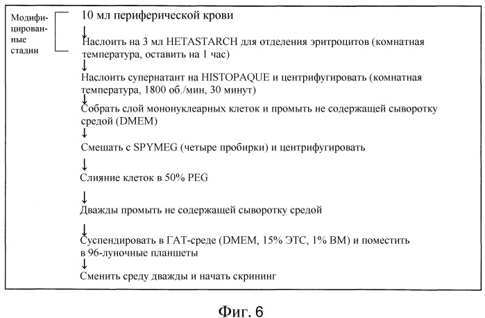 Слитые клетки-партнеры (патент 2431667)