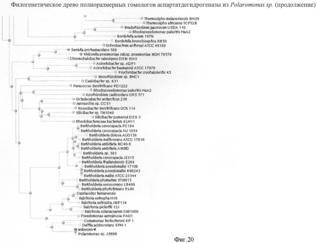 Бактерия семейства enterobacteriaceae - продуцент l-аспарагиновой кислоты или метаболитов, производных l-аспарагиновой кислоты, и способ получения l-аспарагиновой кислоты или метаблитов, производных l-аспарагиновой кислоты (патент 2472853)