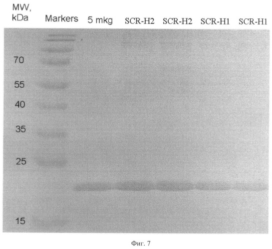 Способ конструирования штаммов дрожжей saccharomyces cerevisiae - стабильных продуцентов соматотропина человека, штамм дрожжей saccharomyces cerevisiae - стабильный продуцент соматотропина человека (варианты) (патент 2420567)