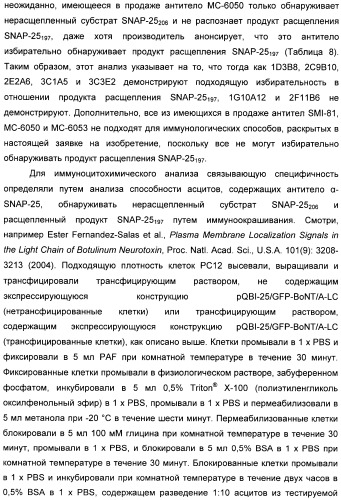 Иммунологические анализы активности ботулинического токсина серотипа а (патент 2491293)