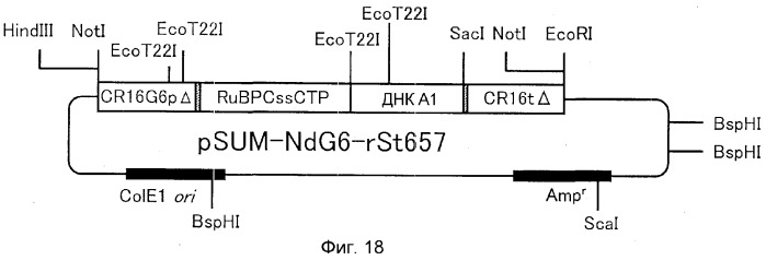 Метаболизирующий гербицид белок, его ген и их применение (патент 2372404)