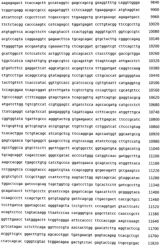Бактериофаг, обладающий активностью против pseudomonas aeruginosa, белки бактериофага и способы их применения (патент 2580248)
