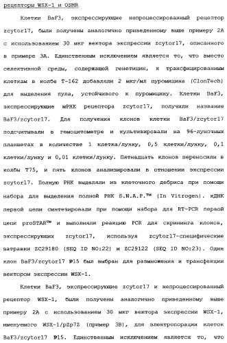 Новый лиганд рецептора цитокина zcytor17 (патент 2360923)