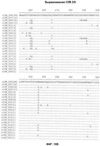 Иммуногенные композиции антигенов staphylococcus aureus (патент 2536981)