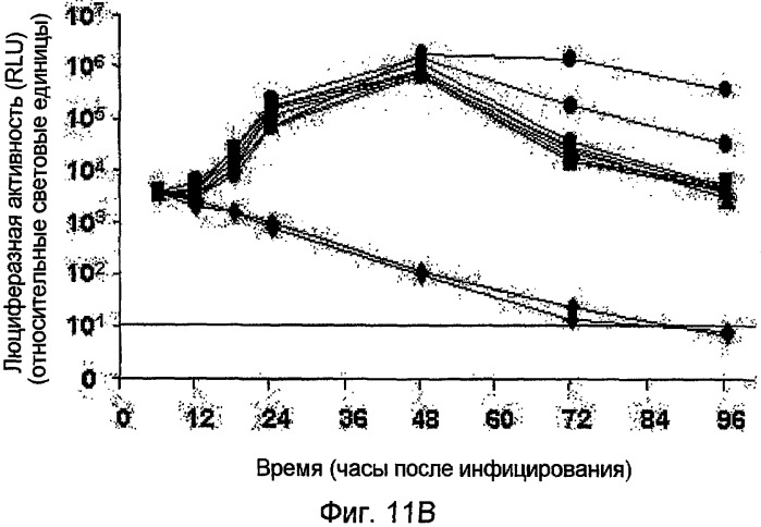 Новая полноразмерная геномная phk вируса японского энцефалита, полученная из нее инфекционная кднк jev и их применение (патент 2307872)