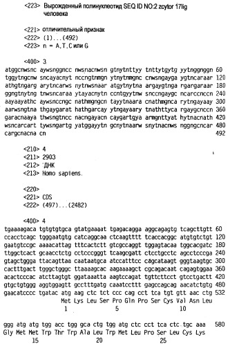 Новый лиганд рецептора цитокина zcytor17 (патент 2360923)
