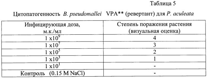 Способ косвенной оценки вирулентности штаммов патогенных буркхольдерий по признаку цитопатогенности (патент 2485182)