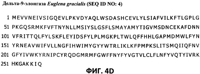Новая дельта-9-элонгаза для получения масел, обогащенных полиненасыщенными жирными кислотами (патент 2558302)