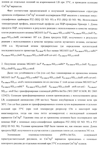 Бактерия - продуцент 1-бутанола и способ получения 1-бутанола (патент 2431672)