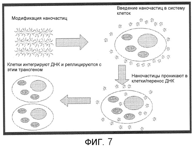 Способы переноса молекулярных веществ в клетки растений (патент 2495935)
