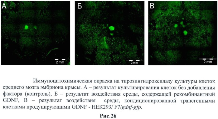 Генетическая конструкция, содержащая hgdnf под контролем температурочувствительного промотора для регулируемой экспрессии нейротрофического фактора как в клетках, так и непосредственно в организме млекопитающих (патент 2527169)