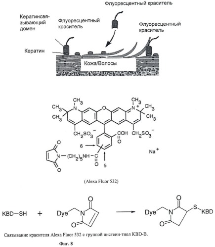 Кератинсвязывающие полипептиды (патент 2411029)