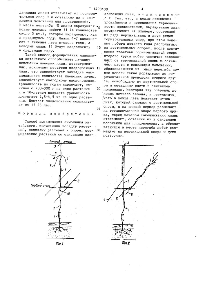 Способ выращивания лимонника китайского (патент 1498430)