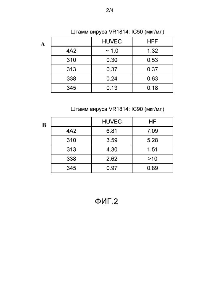Высокоаффинные антитела человека к белку gb цитомегаловирусу (cmv) человека (патент 2613421)