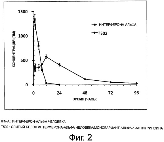 Слитый белок или пептид с увеличенным временем полужизни in vivo, поддерживаемый за счет замедленного высвобождения in vivo, и способ увеличения времени полужизни in vivo с его применением (патент 2503688)